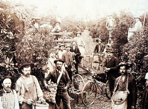 Orange-Pickers-1895