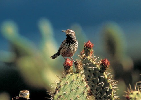 bird_cactus
